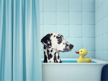 Plumbing Hacks for Pet People II